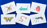 Minibeasts Anatomy Poster
