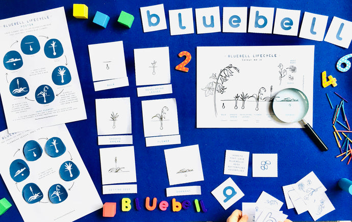 Bluebell Lifecycle | Bluebells Home Education | Learning Resource