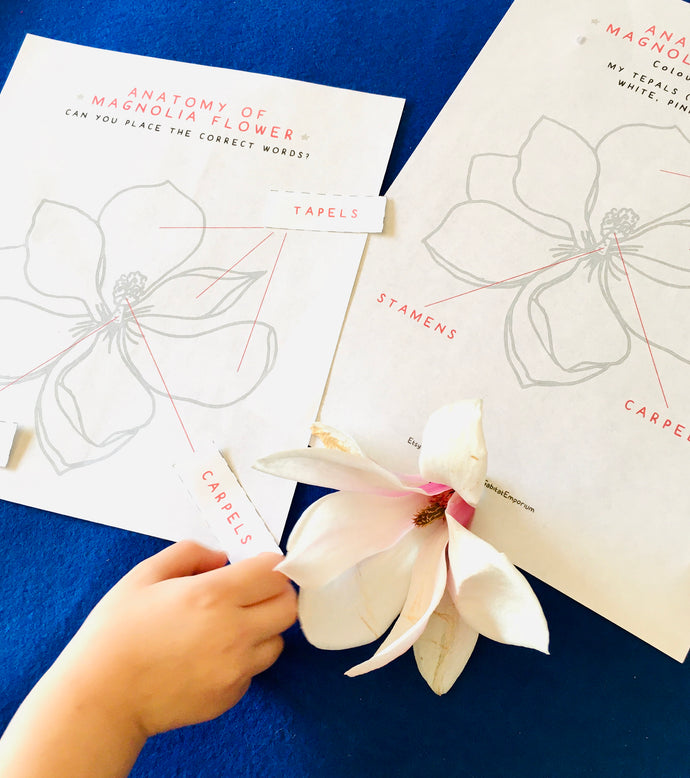 Magnolia Flower Anatomy | Home School | Flower Learning Resource | Montessori Learning