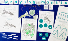 Load image into Gallery viewer, Praying Mantis Anatomy | Home Education | Learning Resource
