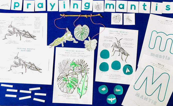 Praying Mantis Anatomy | Home Education | Learning Resource