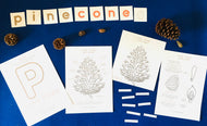 Pine cone anatomy | Evergreen printable | Home education | Homeschool | learning resources | Classroom Decor | Montessori