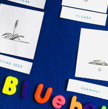 Load image into Gallery viewer, Bluebell Lifecycle | Bluebells Home Education | Learning Resource
