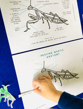 Load image into Gallery viewer, Praying Mantis Anatomy | Home Education | Learning Resource
