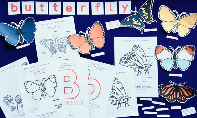 Butterflies Anatomy | Homeschooling Activities | Insect Study | Montessori | Waldorf | Nature Learning Resource