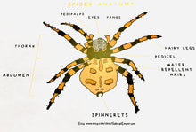 Load image into Gallery viewer, Minibeasts printables bundle | Insects ladybird worm spider grasshopper butterfly ant

