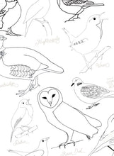 Load image into Gallery viewer, British Birds nomenclature | anatomy | home education
