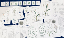 Load image into Gallery viewer, Grass anatomy and germination study unit
