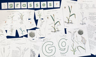 Grass anatomy and germination study unit