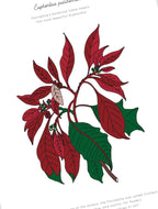 Poinsettia