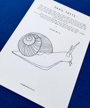 Load image into Gallery viewer, Snails and Fibonacci Home education learning resource
