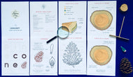 WINTER TREE STUDY Guided Nature Play January