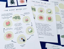 Load image into Gallery viewer, Giant Water Lily study
