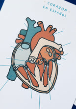 Load image into Gallery viewer, Heart anatomy Spanish
