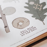 Galls and Plant Dyes study unit | Home education printable