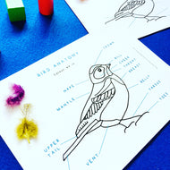 Bird Anatomy | Bird Colouring In Printable | Home Schooling