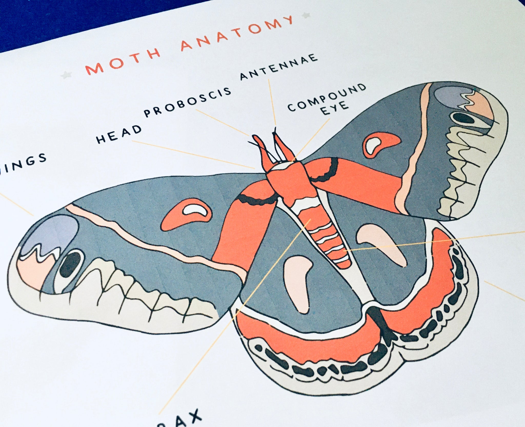 Moth anatomy and lifecycle unit – GABITAT EMPORIUM