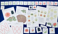 Giant Water Lily study