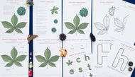 Autumn Tree study unit