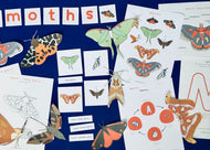 Moth anatomy and lifecycle unit