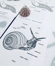 Load image into Gallery viewer, Slugs vs Snails study unit | Home education printable
