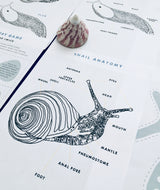 Slugs vs Snails study unit | Home education printable