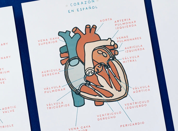 Heart anatomy Spanish